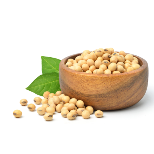 soya bean supplier in Surat